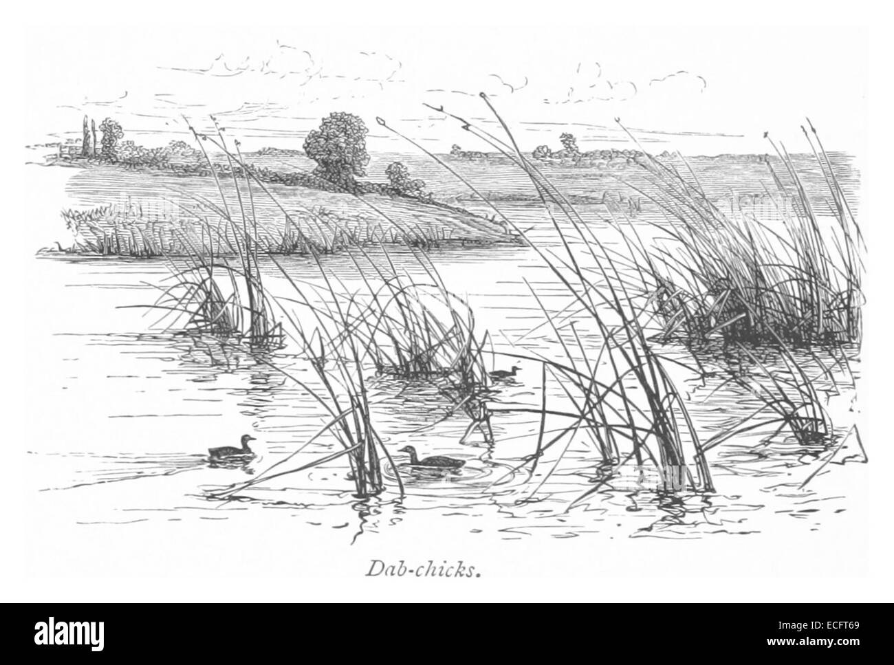 Une illustration de 1875 de poussins de mer, montrant une petite espèce d'oiseau possiblement apparenté à la famille des Dabchick. L’œuvre met en valeur l’habitat naturel et les caractéristiques physiques de l’oiseau. Banque D'Images