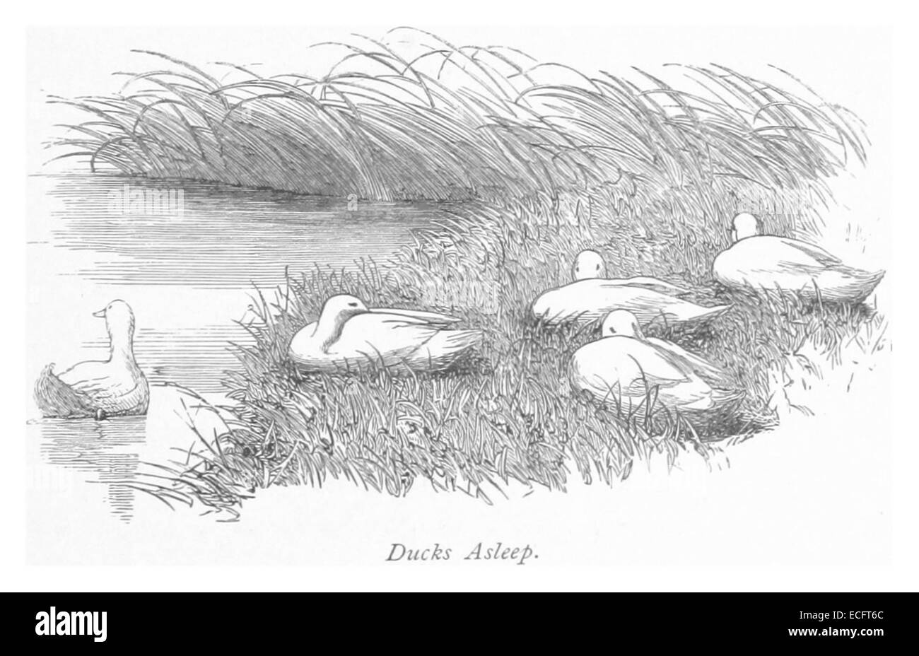 Cette œuvre de 1875 de RO présente *Ducks Asleep*, une illustration capturant le moment serein du repos des canards. La pièce met en évidence l'habileté de RO dans le rendu de scènes naturelles, mettant l'accent sur la tranquillité dans la faune. Banque D'Images
