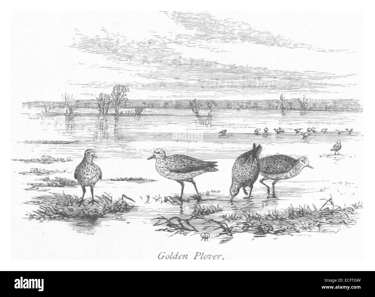 Cette illustration de 1875 représente le Pluvier doré, un oiseau migrateur connu pour son plumage distinctif et son comportement migratoire. L'œuvre capture l'oiseau dans son habitat naturel, mettant en valeur ses caractéristiques et son rôle écologique. Banque D'Images