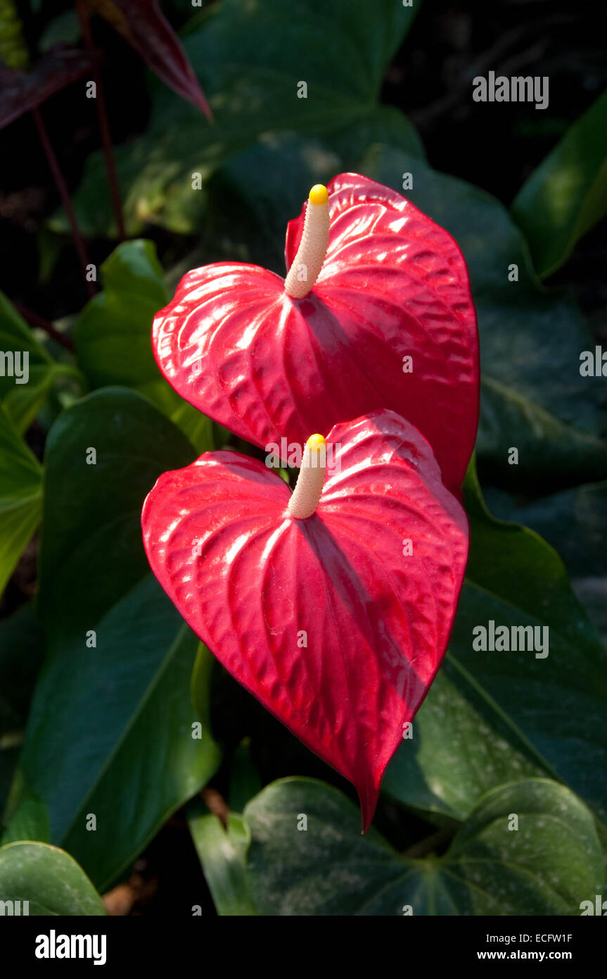 Fleurs en forme de coeur rouge, appelée Anthurium, également connu sous le nom de la fleur Flamingo. Photographié à l'Eden Project dans la région de Cornwall. Banque D'Images