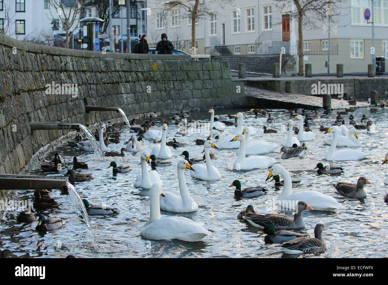 (L'Étang Tjörnin) Reykjavik, Islande. Novembre 2012. Cygne chanteur (Cygnus cygnus) et d'autres oiseaux aquatiques. Banque D'Images
