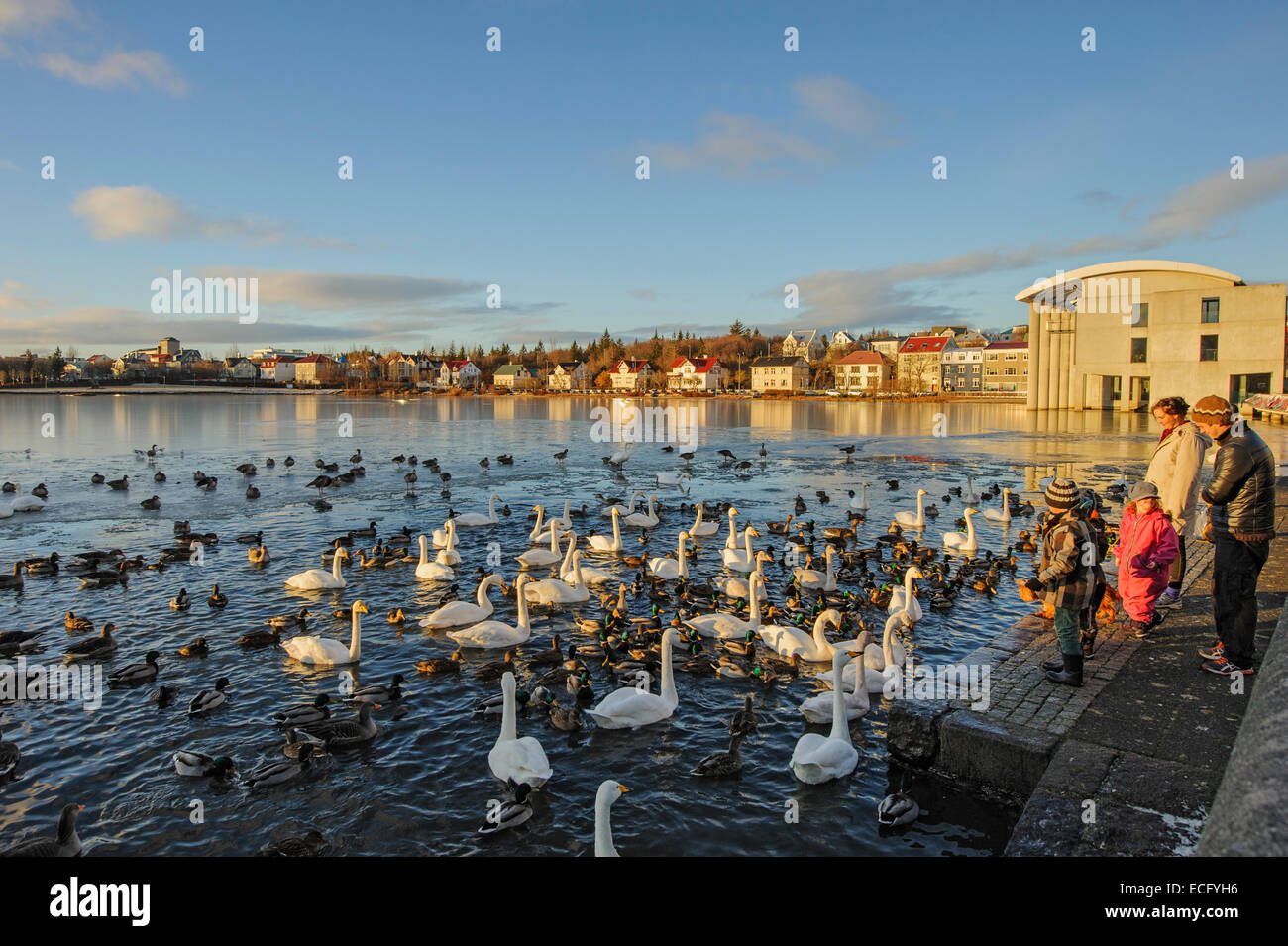 (L'Étang Tjörnin) Reykjavik, Islande. Novembre 2012. L'alimentation des gens de cygnes chanteurs (Cygnus cygnus) et d'autres oiseaux aquatiques. Banque D'Images