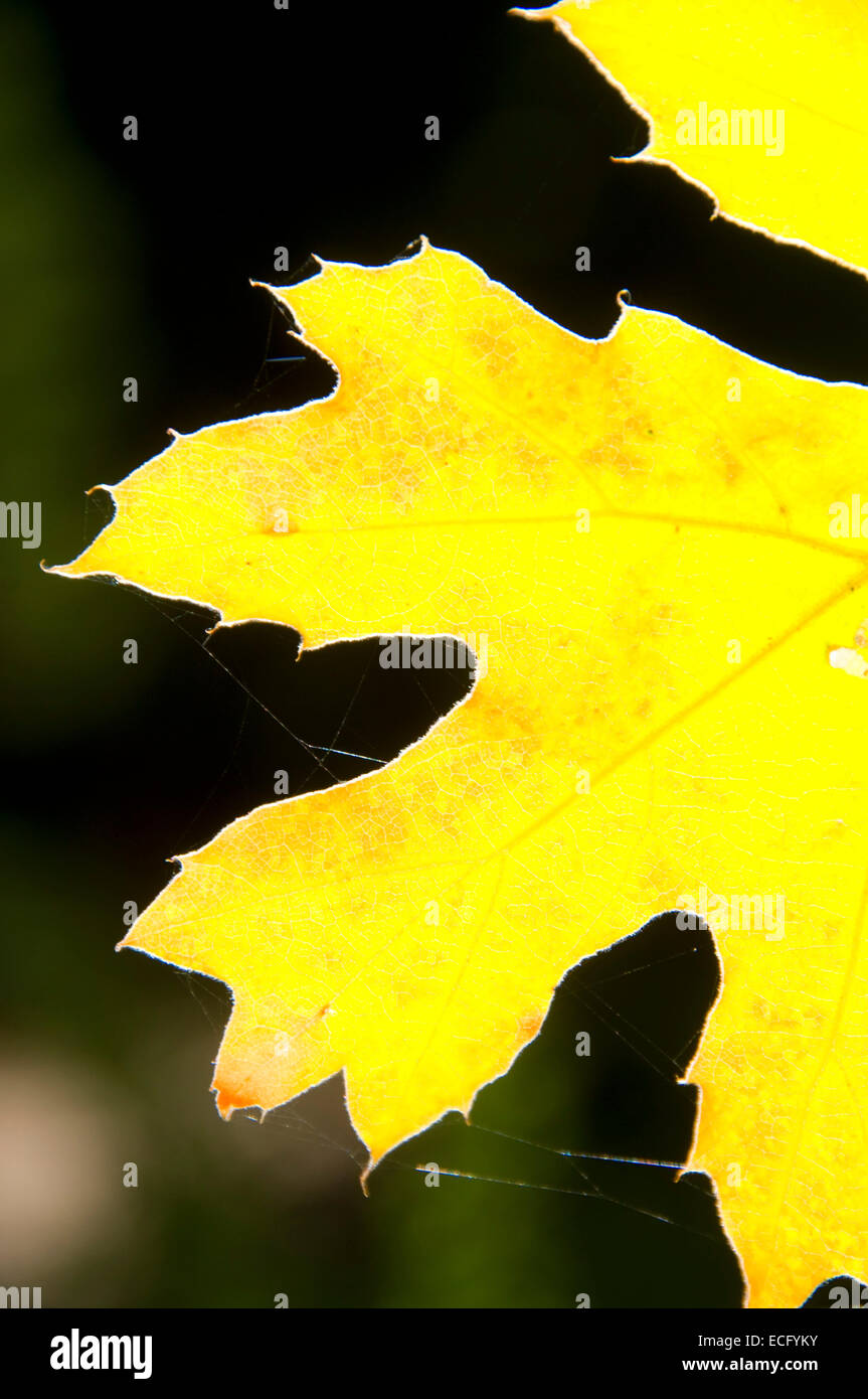 California black oak (Quercus kelloggii) Feuille, Monument National, Californie Banque D'Images