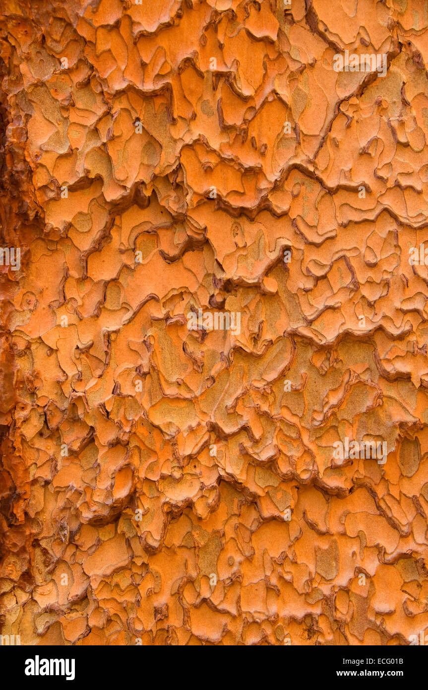 L'écorce de pin ponderosa le long Trail de 100 à long Meadow Grove géants, Sequoia National Monument, Californie Banque D'Images