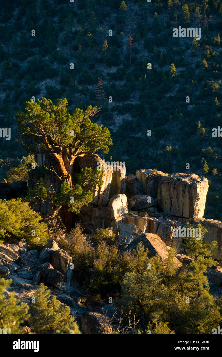 Juniper, Owens, Wilderness Pic Pic de cheminée de la Californie, l'arrière-pays National Byway Banque D'Images