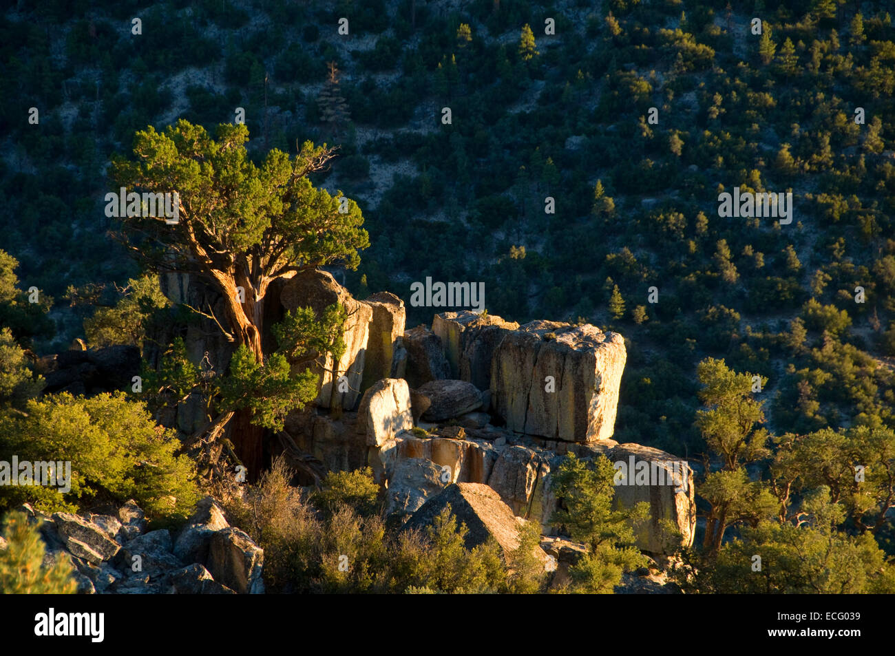 Juniper, Owens, Wilderness Pic Pic de cheminée de la Californie, l'arrière-pays National Byway Banque D'Images