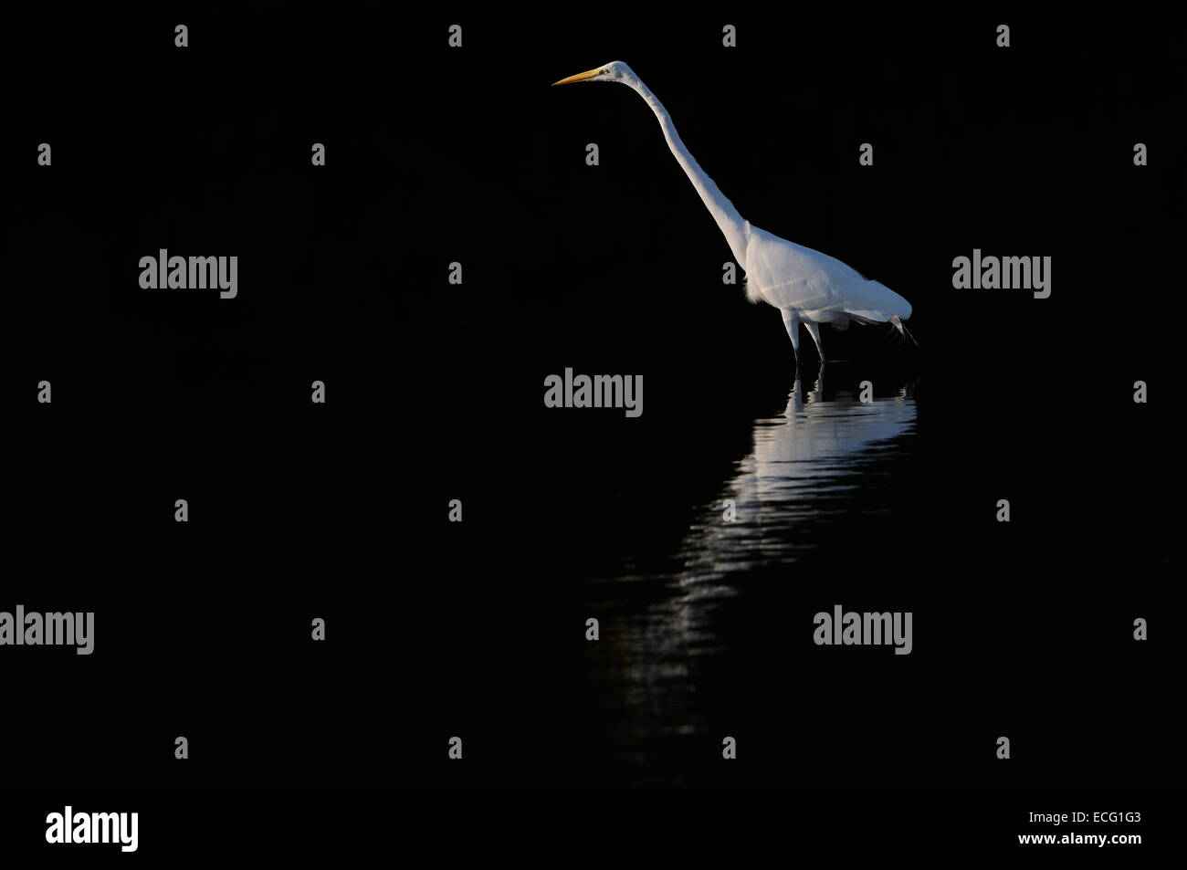 Grande Aigrette coller son cou en avant de buissons en arrière-plan. Lagoon au Fort de Soto, North Beach, St Petersburg Banque D'Images