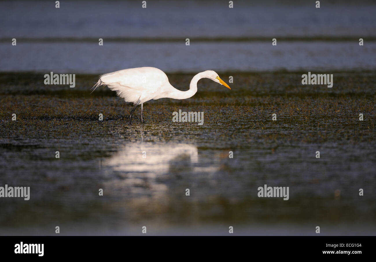 Grande aigrette coller son cou en avant de buissons en arrière-plan. lagoon au fort de Soto, North beach, st petersburg Banque D'Images