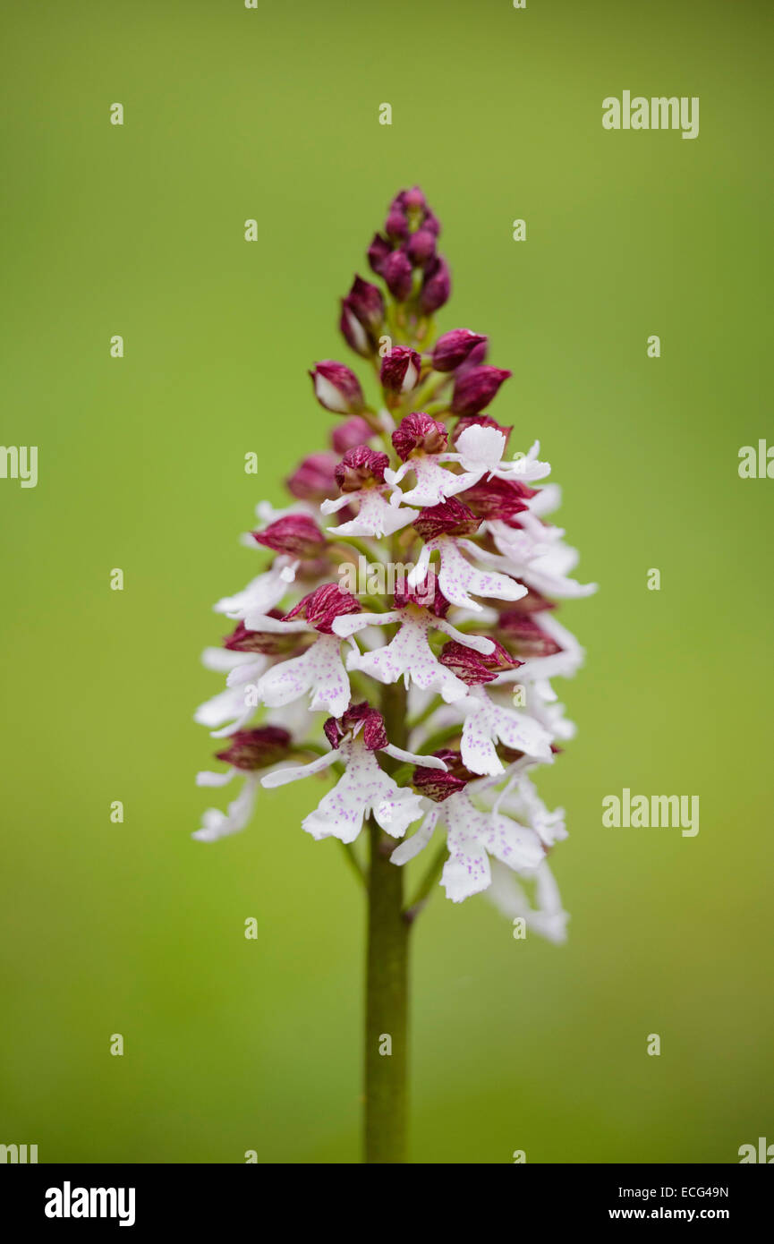 Lady Orchid (Orchis purpurea). Bois Denge, Kent, UK. Mai 2013. Banque D'Images