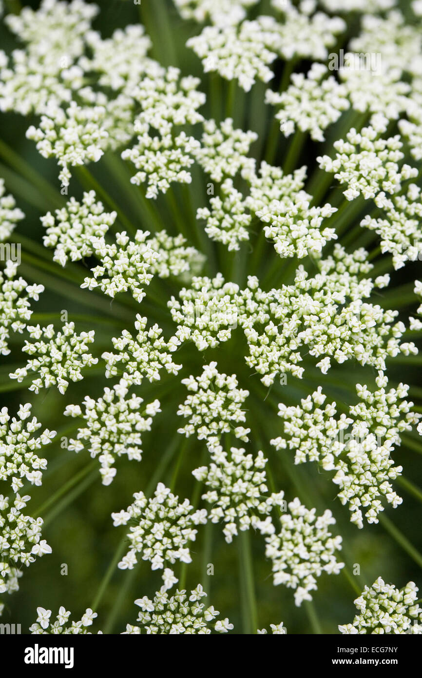 Aethusa cynapium. Fool's fleurs de persil. Banque D'Images