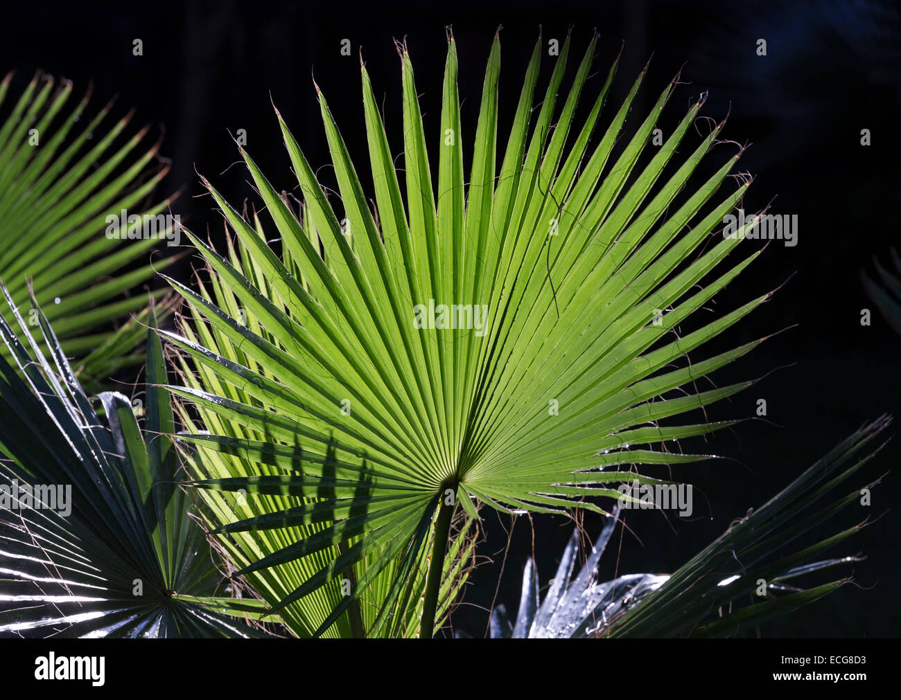Les feuilles de palmier avec ombre Banque D'Images
