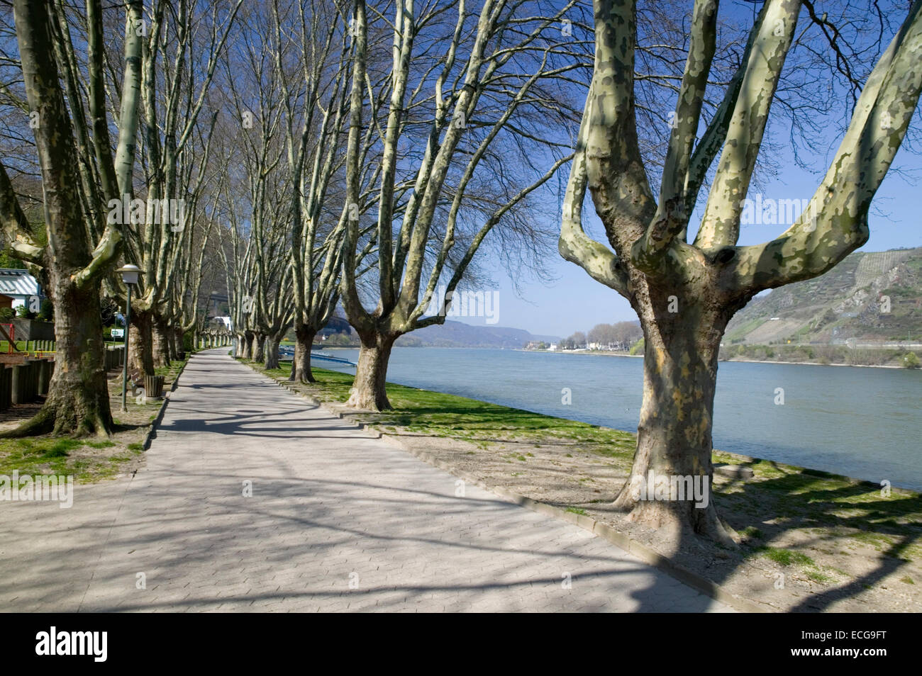 Promenade sur le Rhin, Andernach, Rhénanie-Palatinat, Allemagne, Europa, Europe, Uferpromenade am Rhein, Andernach, Rhein Banque D'Images