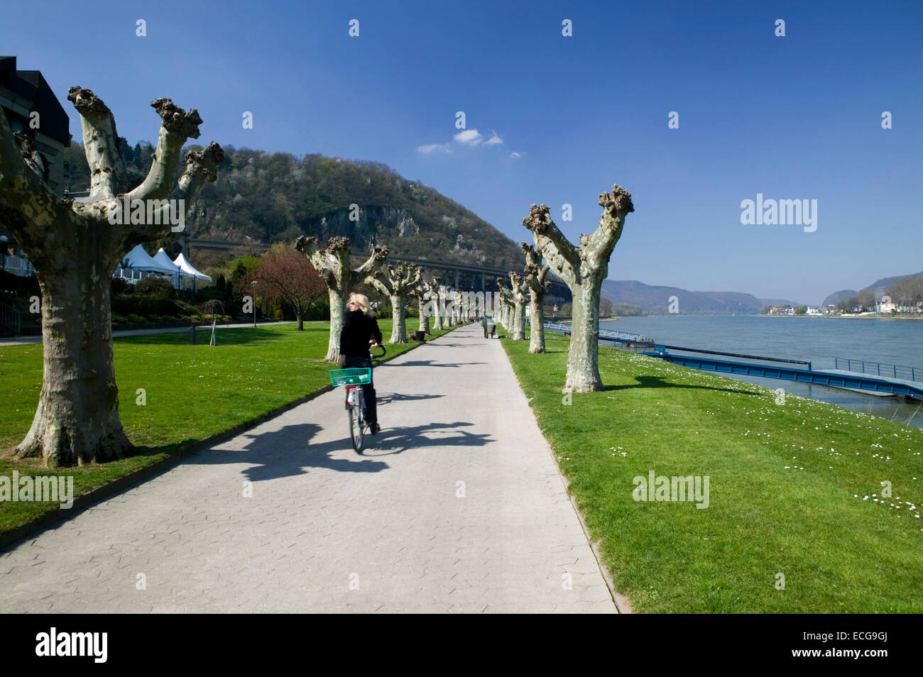 Promenade sur le Rhin, Andernach, Rhénanie-Palatinat, Allemagne, Europa, Europe, Uferpromenade am Rhein, Andernach, Rhein Banque D'Images