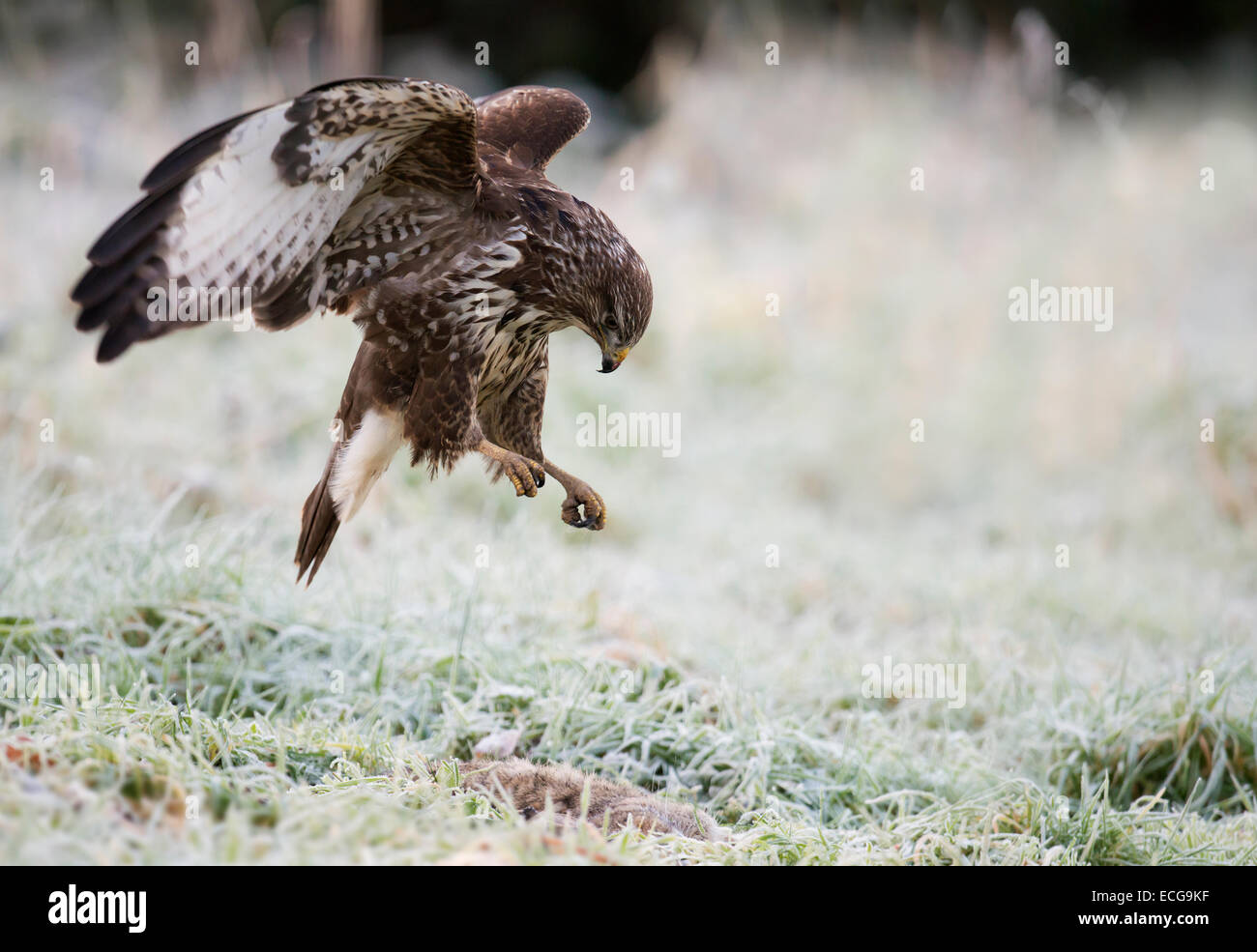 Wild Buse variable, Buteo buteo atterrissage sur un lapin mort Banque D'Images