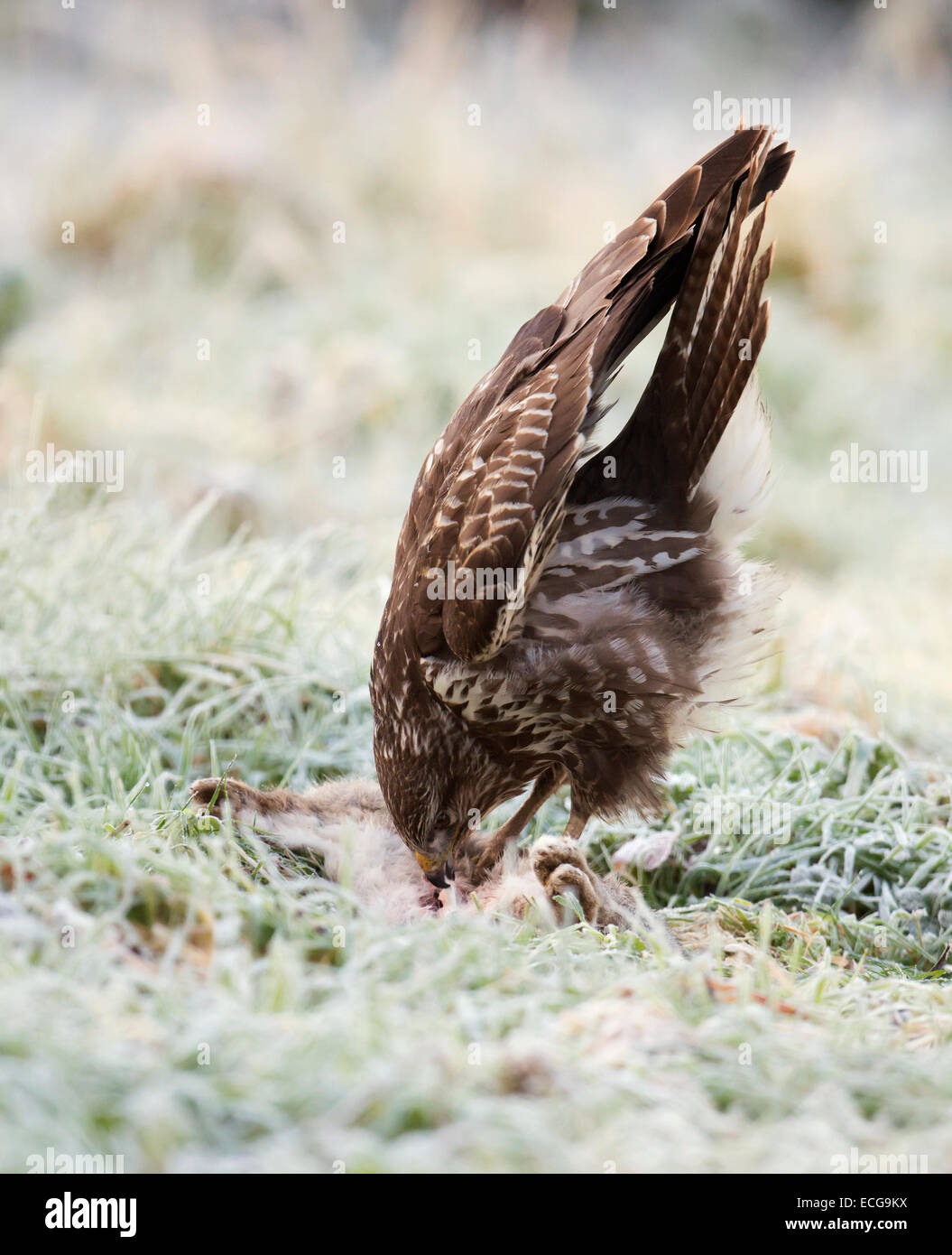 Wild Buse variable, Buteo buteo au sol se nourrissant d'un lapin Banque D'Images