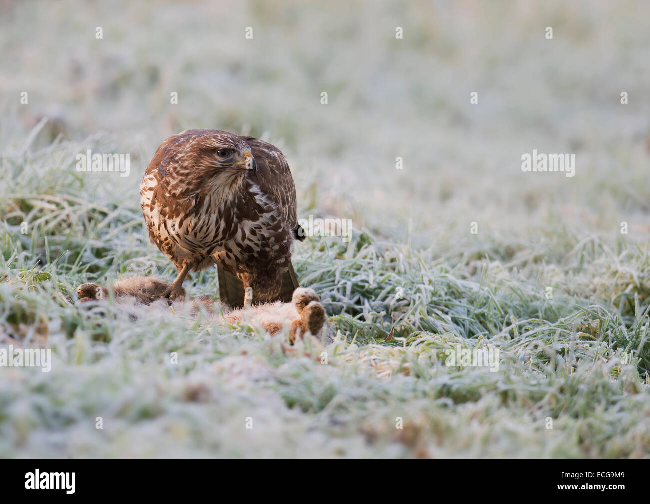 Wild Buse variable, Buteo buteo au sol se nourrissant d'un lapin Banque D'Images