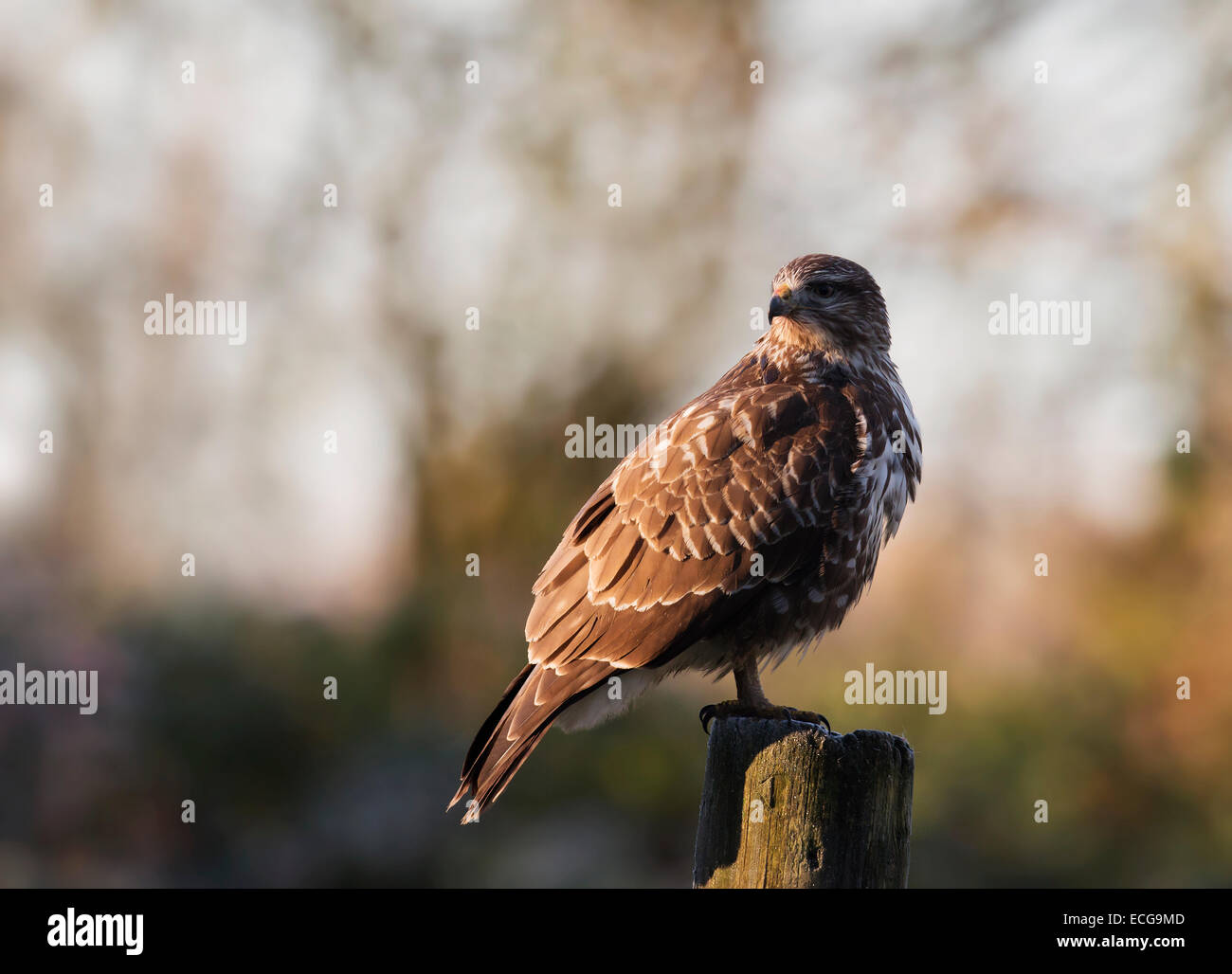 Wild Buse variable, Buteo buteo posés sur des post Banque D'Images
