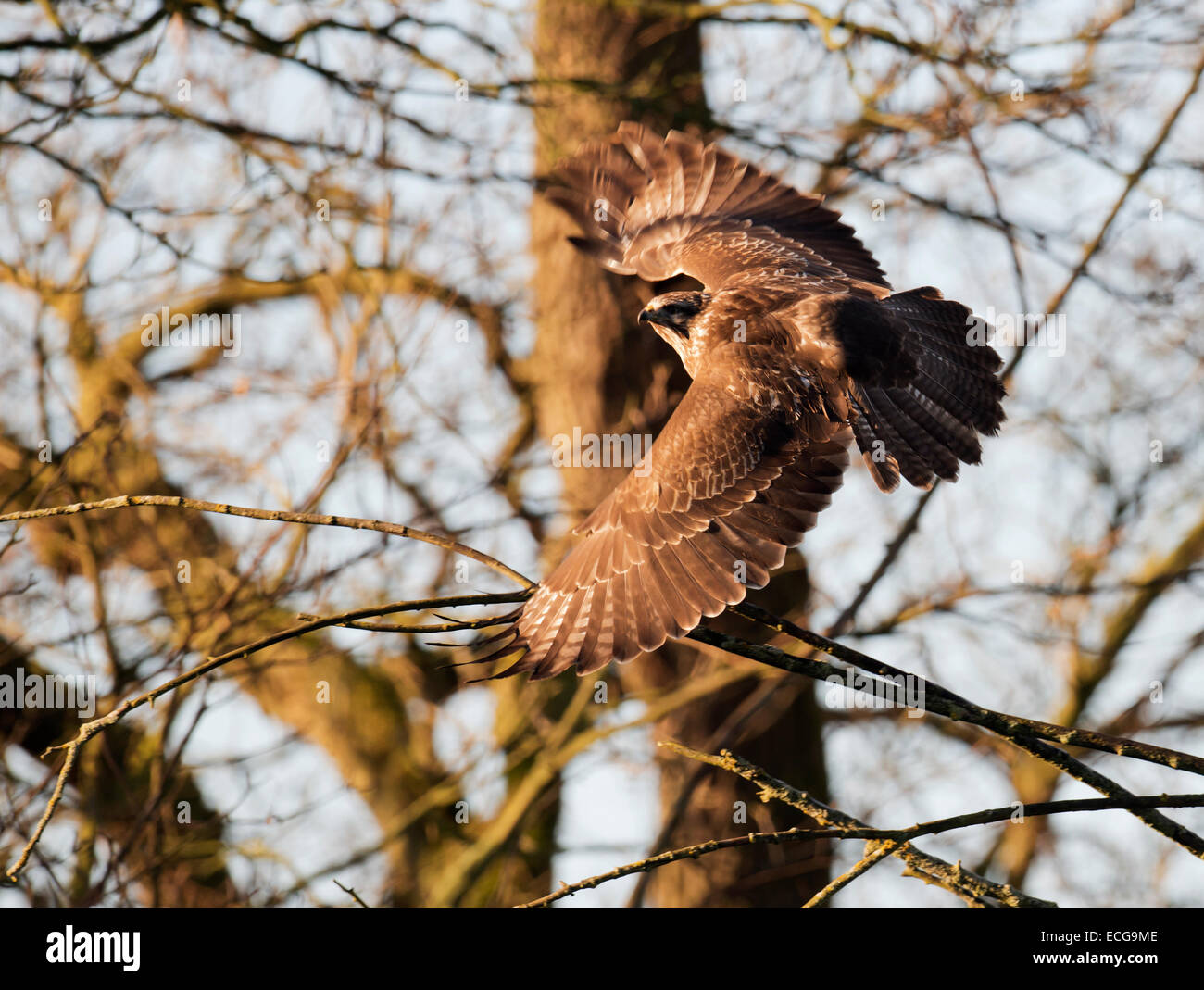 Wild Buse variable, Buteo buteo en vol à travers bois d'hiver Banque D'Images