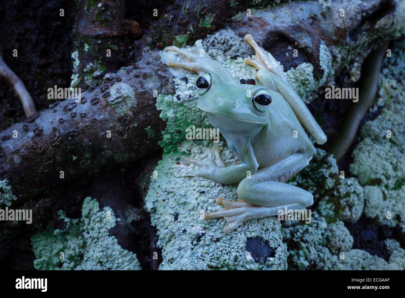 Une grenouille assis sur un tronc d'arbre, Parc national Canaima, Venezuela. Banque D'Images