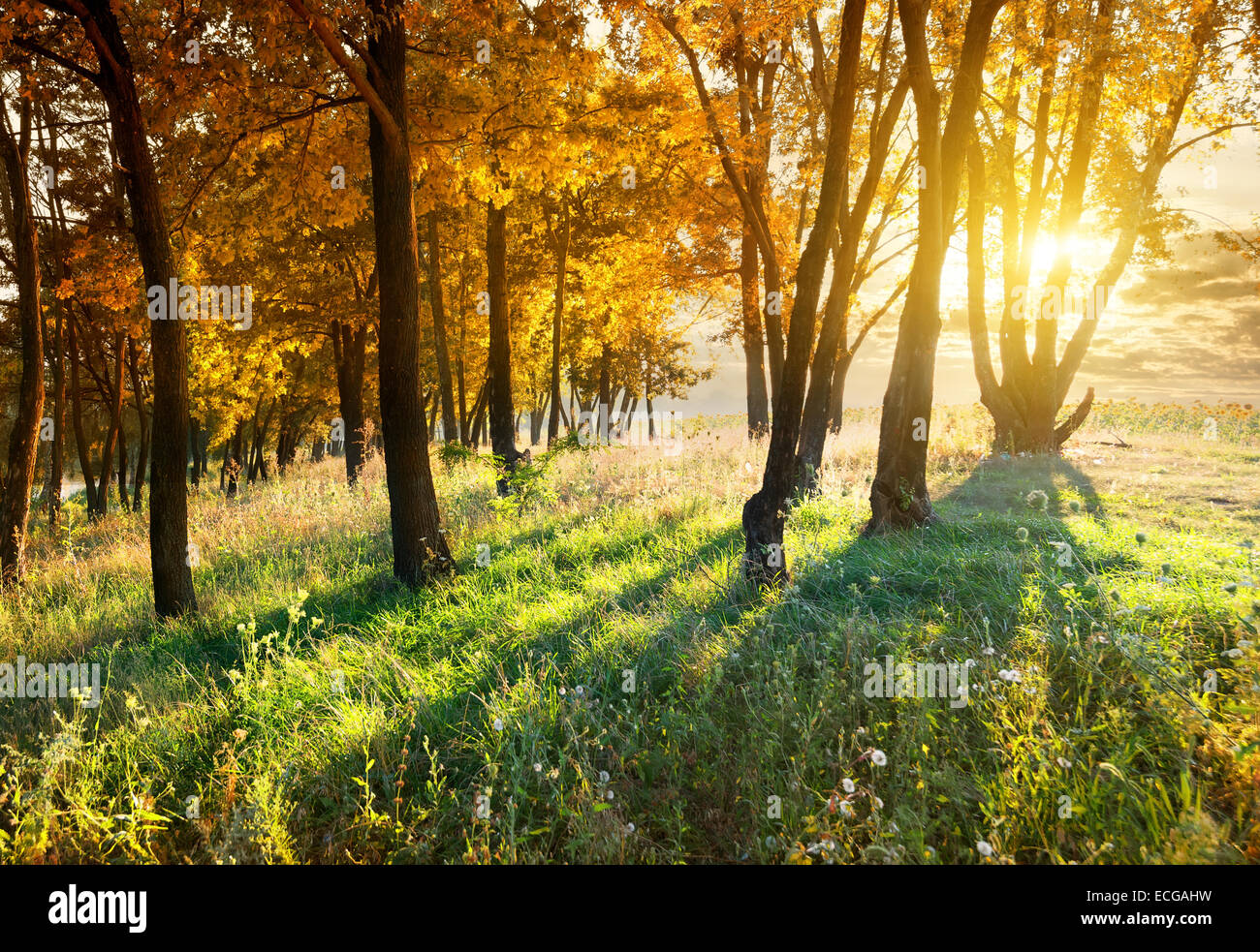 Les érables en automne parc au coucher du soleil Banque D'Images
