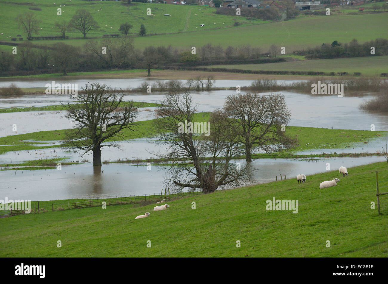 Leighton, Shropshire, au Royaume-Uni. 14 Décembre, 2014. Moutons paissent au-dessus d'une plaine couverte d'eau Crédit : Graham M. Lawrence/Alamy Live News. Banque D'Images