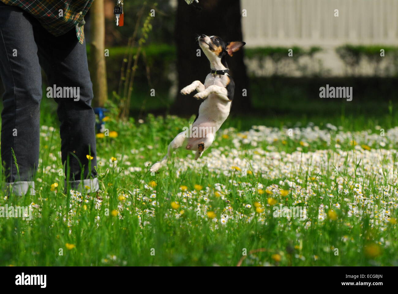 Jack Russell Terrier puppy dog Banque D'Images