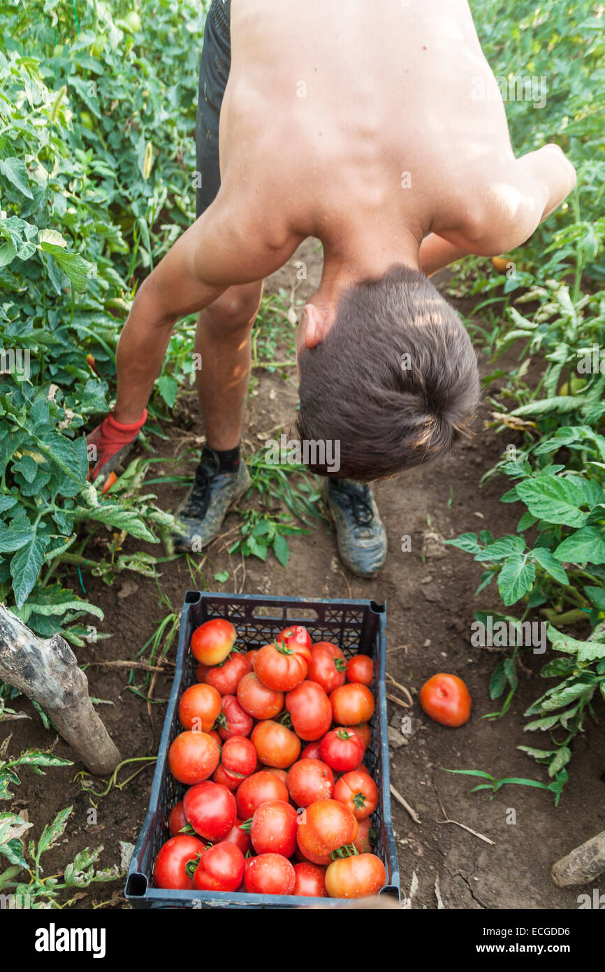 Assistant de récolte se pencher pour ramasser les tomates Banque D'Images