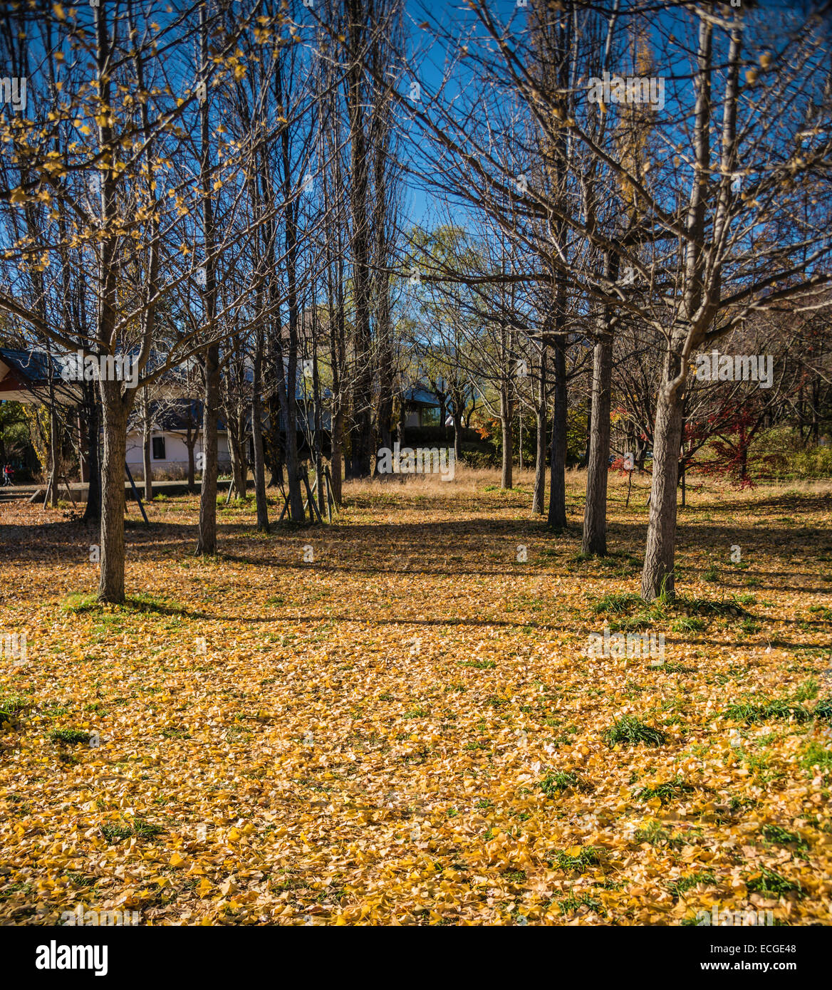 Feuilles de ginkgo japonais tombés au Japon. Banque D'Images