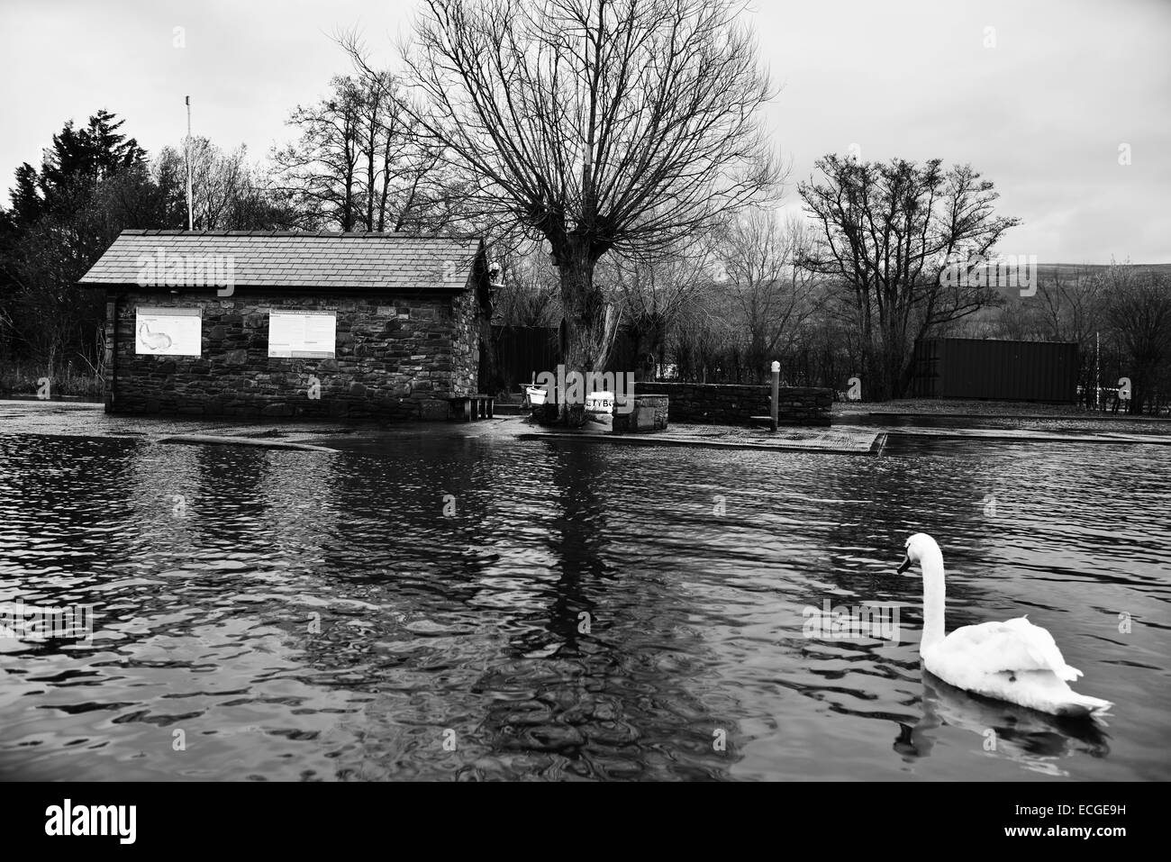 Swan et d'un hangar à bateaux Banque D'Images