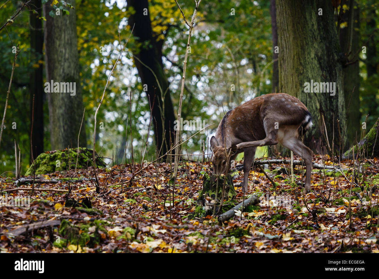 Deer femelle dans le bois de l'automne Banque D'Images