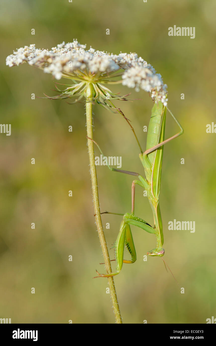 Gottesanbeterin, Mantis religiosa Mante religieuse européenne, Banque D'Images