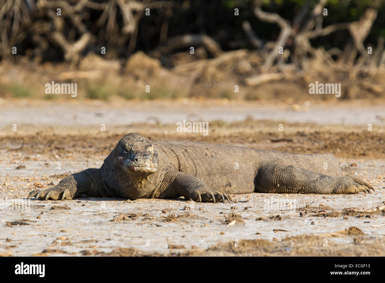 Dragon de Komodo, Varanus komodensis, Komodowaran, reposant sur l'île de Rinca, le Parc National de Komodo, Indonésie Banque D'Images