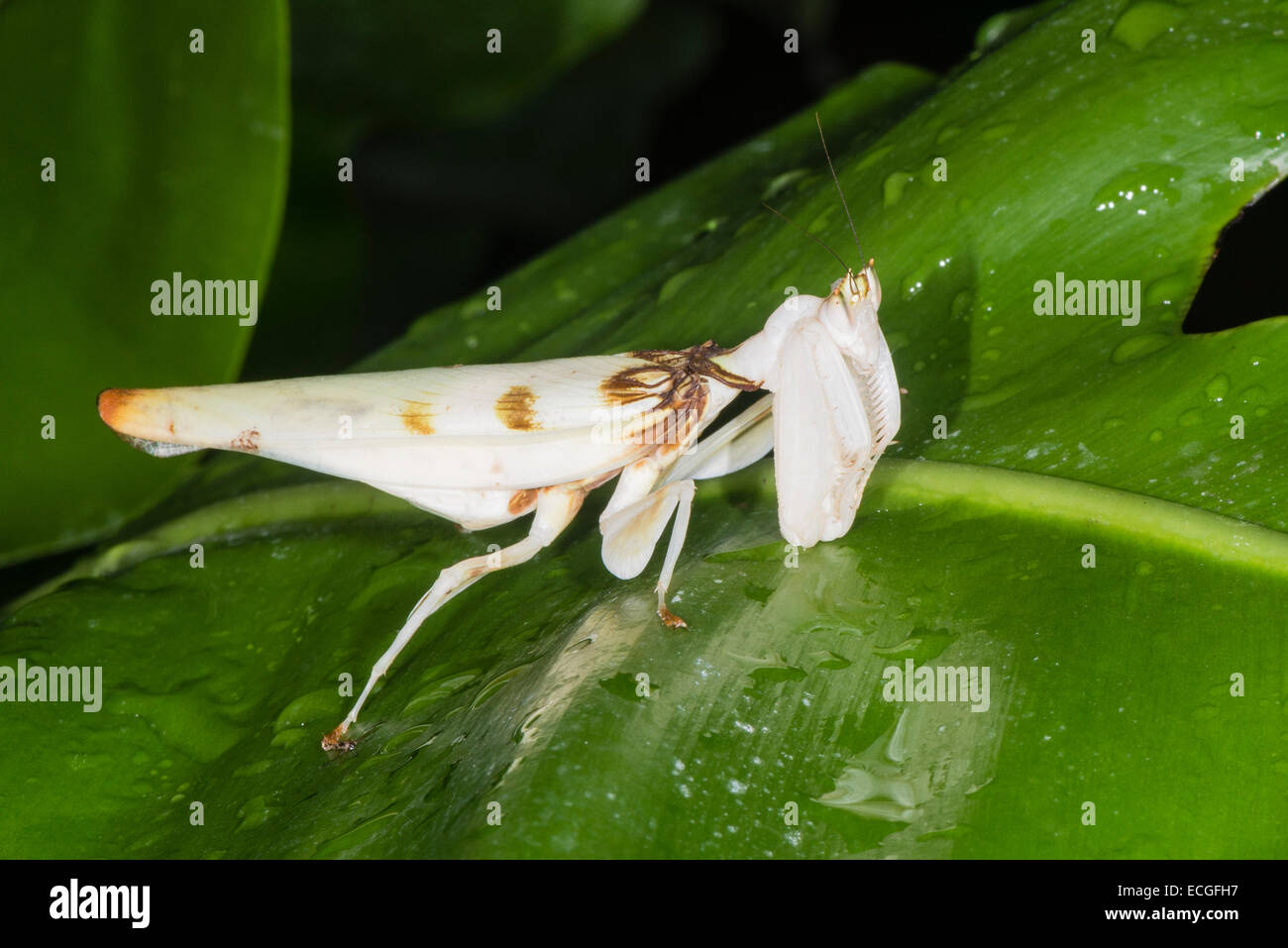 Une orchidée Mantis en quête de nourriture Banque D'Images