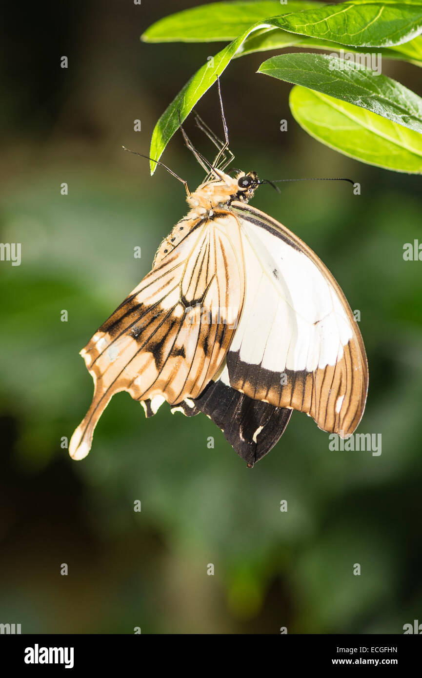 Un machaon africaine au repos Banque D'Images