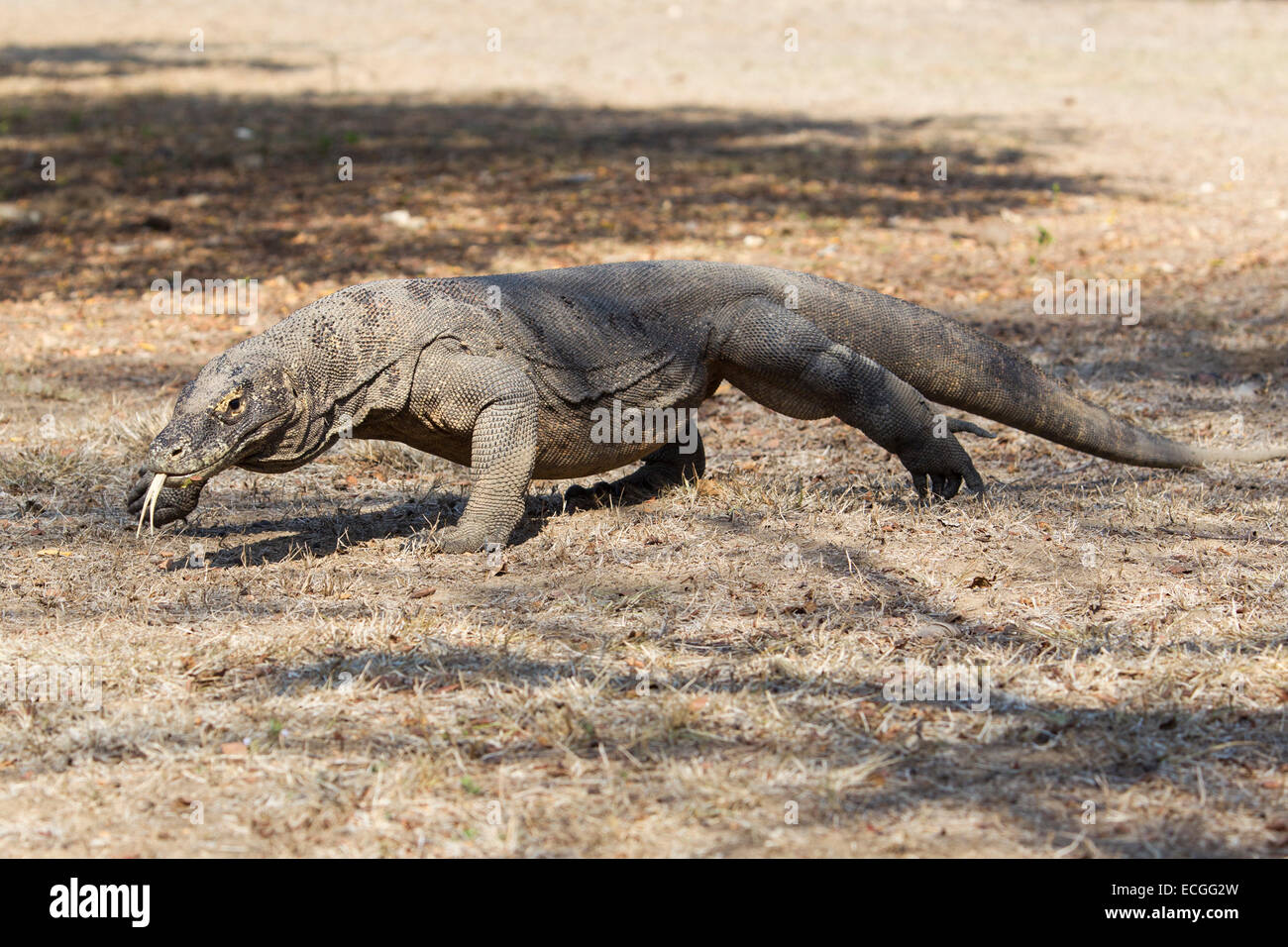 Dragon de Komodo, Varanus komodensis, Komodowaran, marche sur Rinca Island, le Parc National de Komodo, Indonésie Banque D'Images