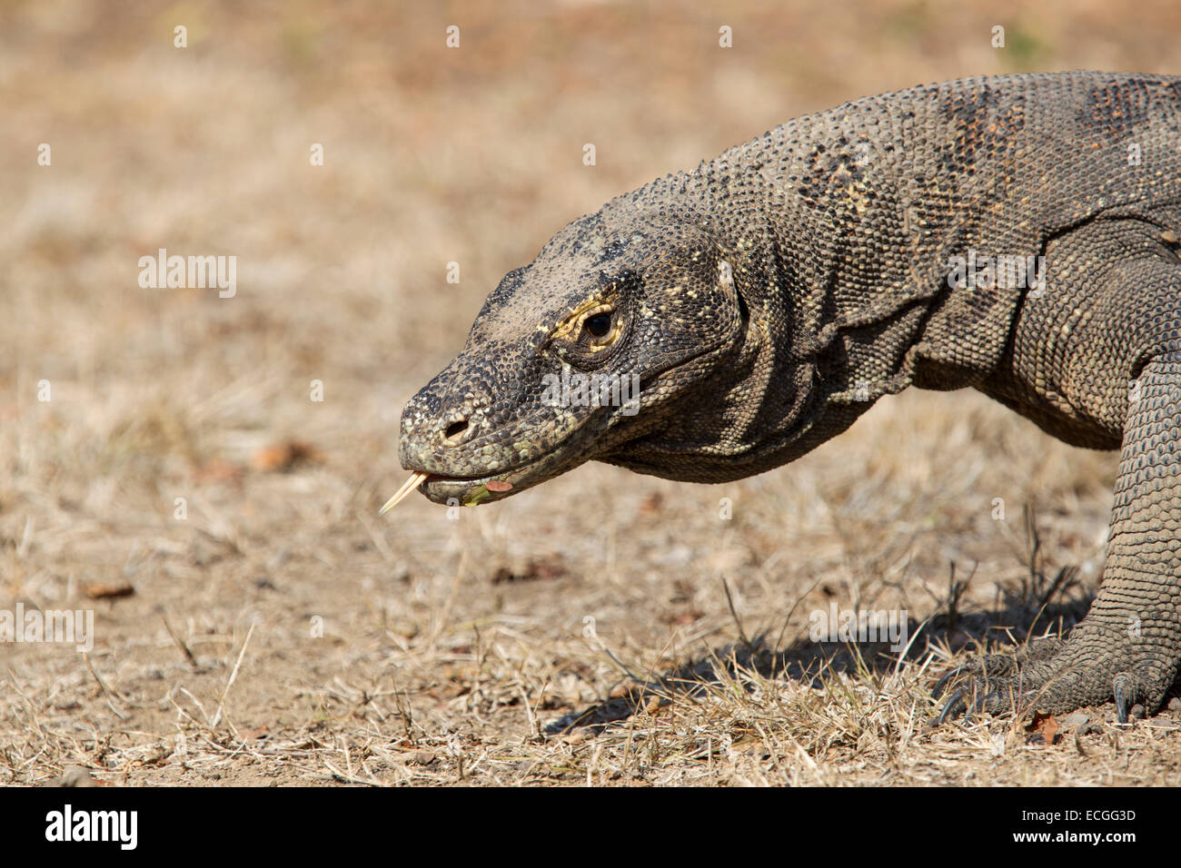 Dragon de Komodo, Varanus komodensis, Komodowaran avec portrait, langue, Rinca Island, le Parc National de Komodo Banque D'Images