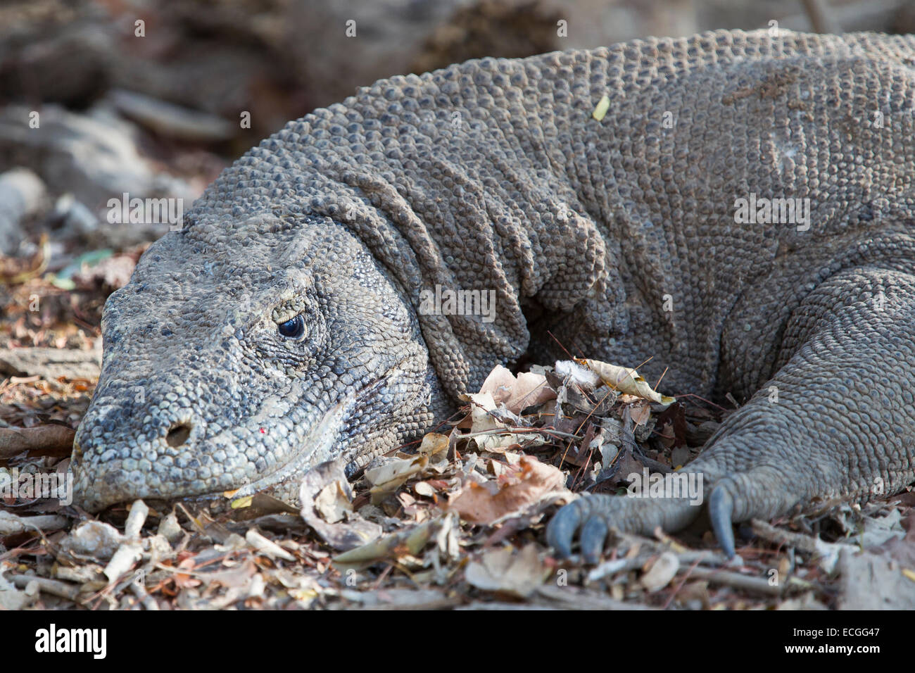 Dragon de Komodo, Varanus komodensis, Komodowaran, le Parc National de Komodo, en Indonésie, des profils se reposant dans la forêt Banque D'Images