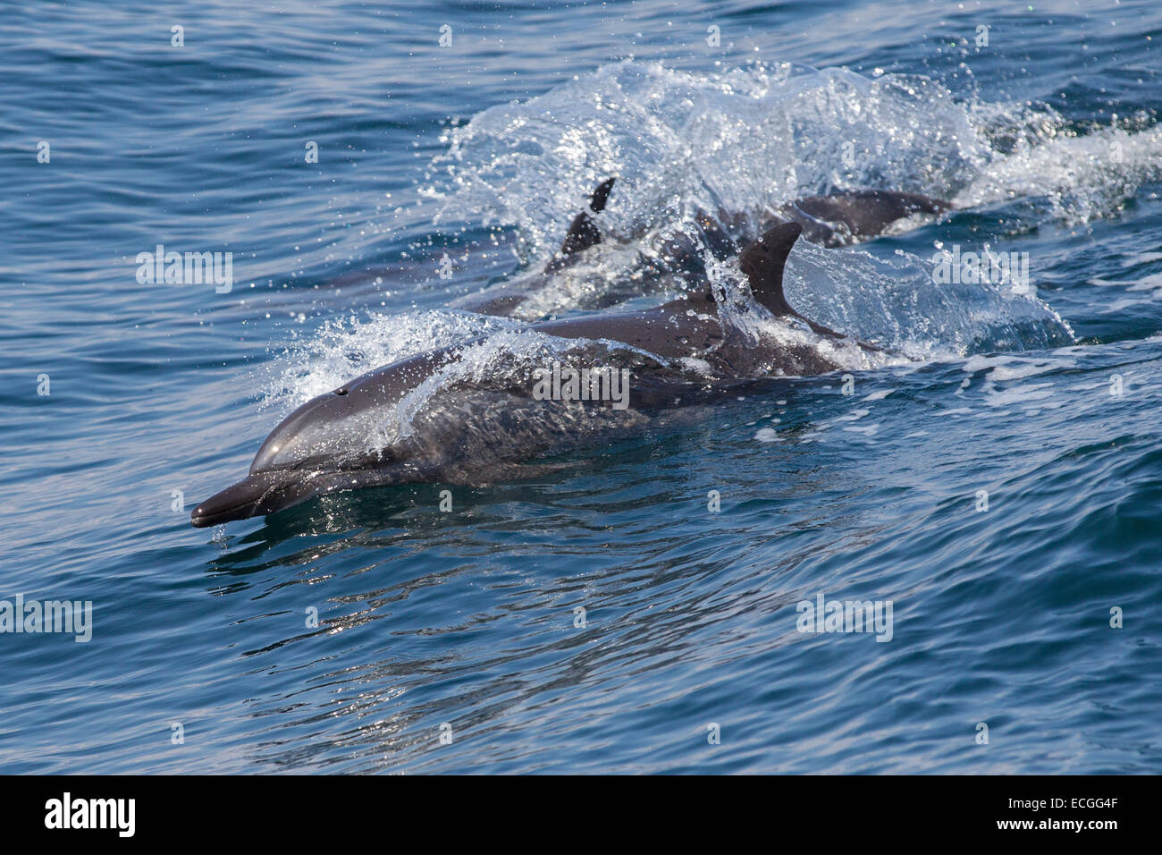 Dauphin tacheté Pantropical, Stenella attenuata, Schlankdelfin wakeriding, Indonésie, Banque D'Images