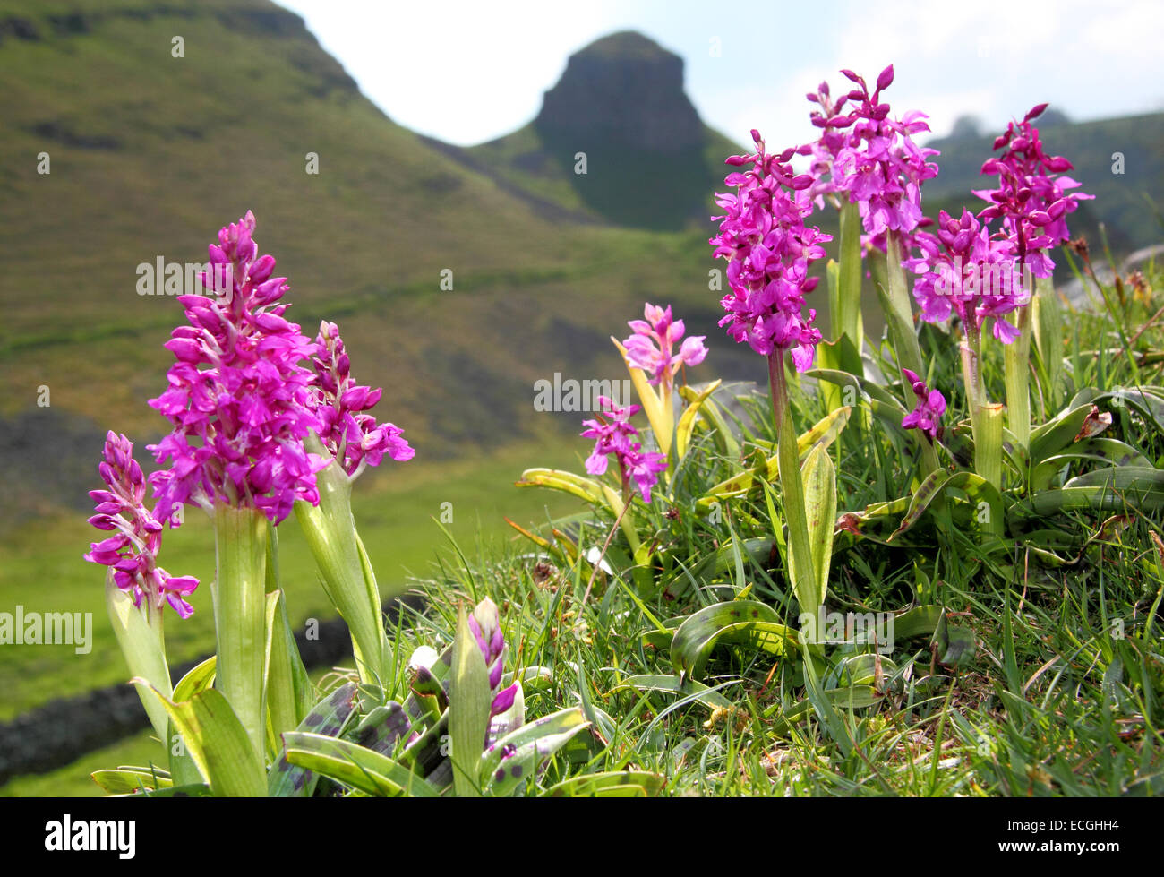 Early Purple orchidées (Orchis mascula) croissant sur une colline à Stoney Middleton and Chatsworth Dale, parc national de Peak District, Derbyshire, Royaume-Uni Banque D'Images