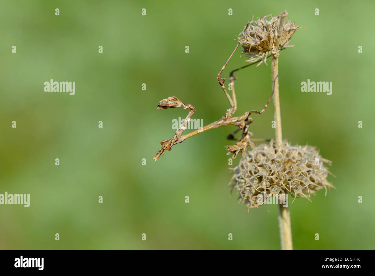 Empusa pennata, Haubenfangschrecke, Conehead Mantis Banque D'Images