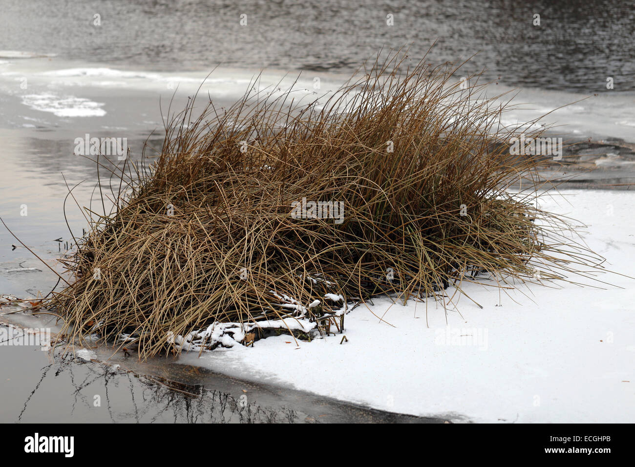 Arbustes plantes dans la rivière couverte de neige et de glace Banque D'Images