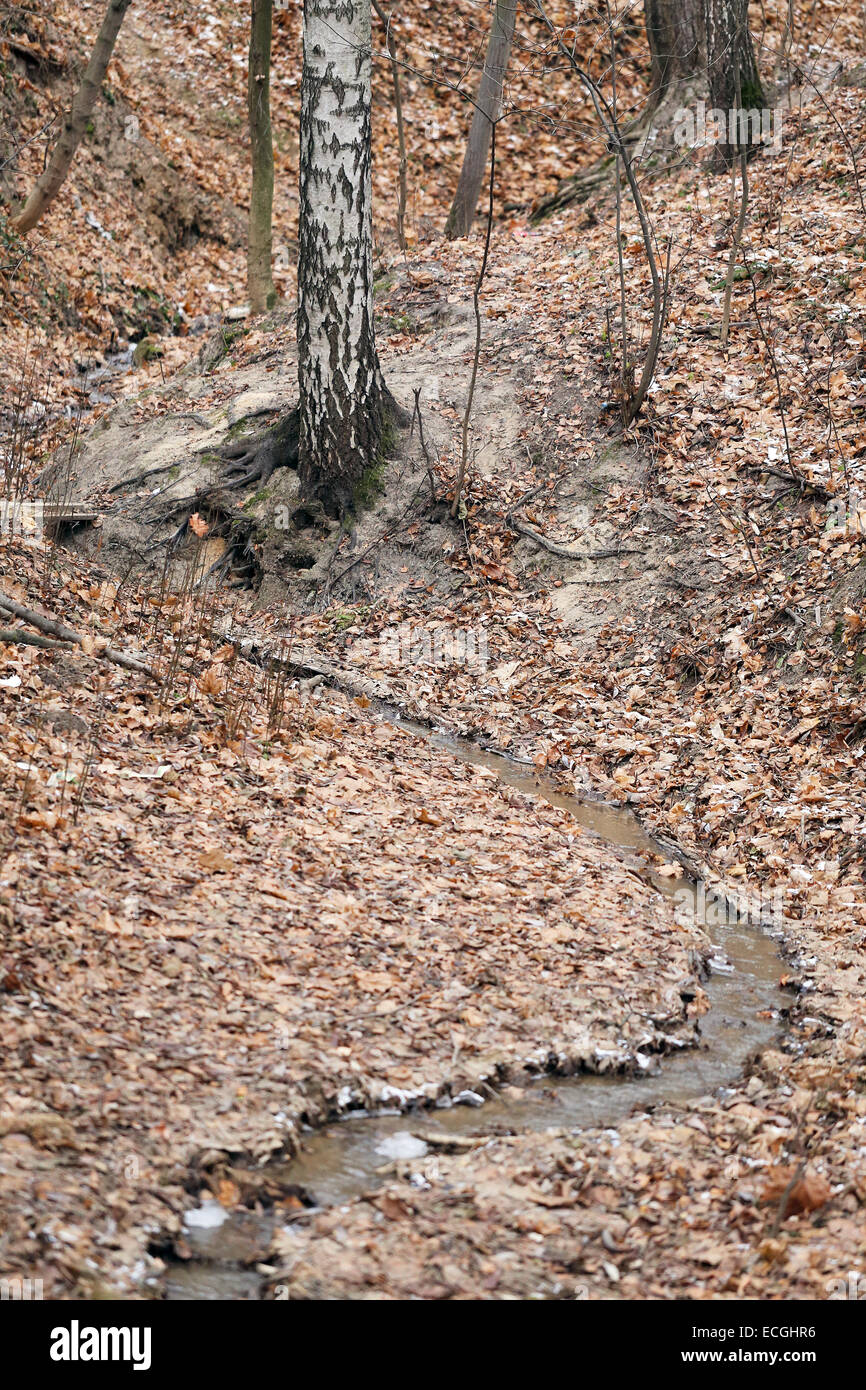 Stream dans la forêt d'automne chez les feuilles jaunes Banque D'Images