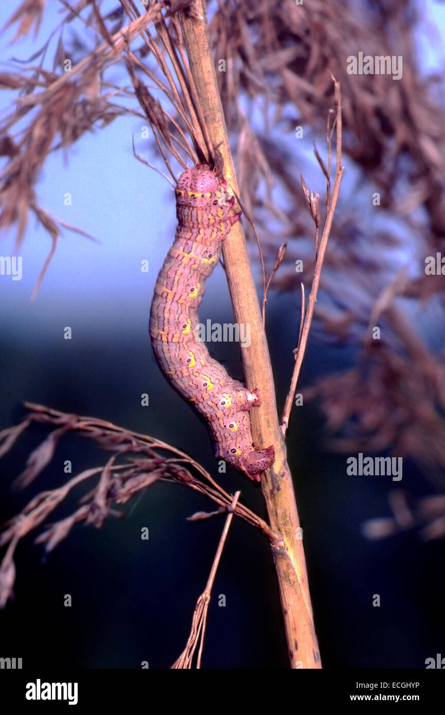 Le mimétisme - Caterpillar de Lycia hirtaria beauté Chat () à un roseau camouflé Banque D'Images