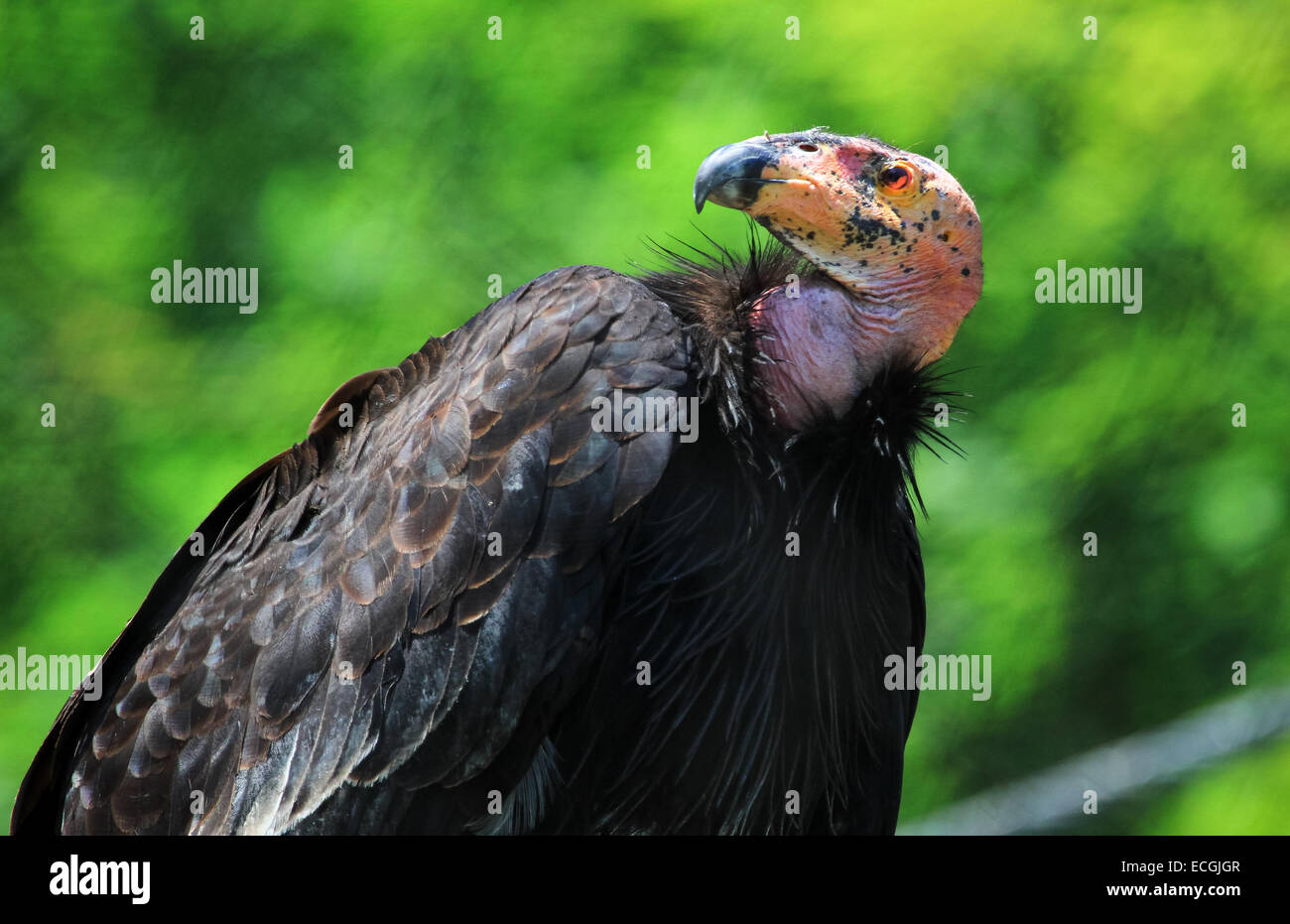 Condor de Californie - adulte Banque D'Images