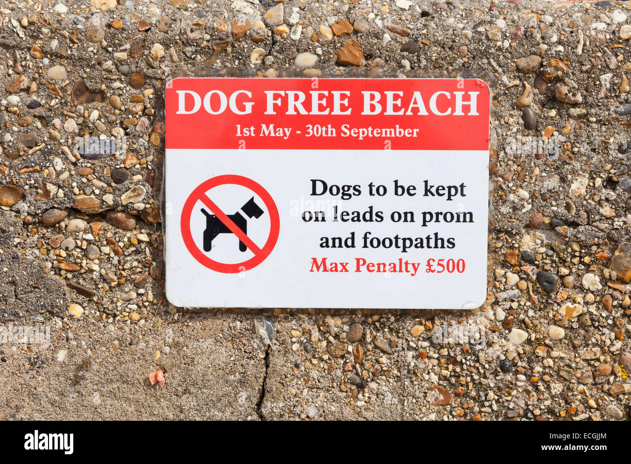 Plage Dog Gratuitement inscrivez-vous sur la promenade de Brightlingsea Essex England UK, montre des signes de mort max €500 & les chiens doivent être tenus en laisse Banque D'Images
