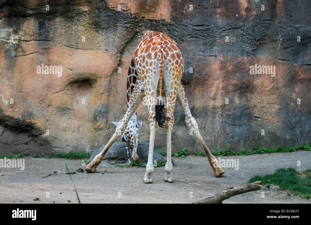 Girafe se pencher pour le terrain Banque D'Images