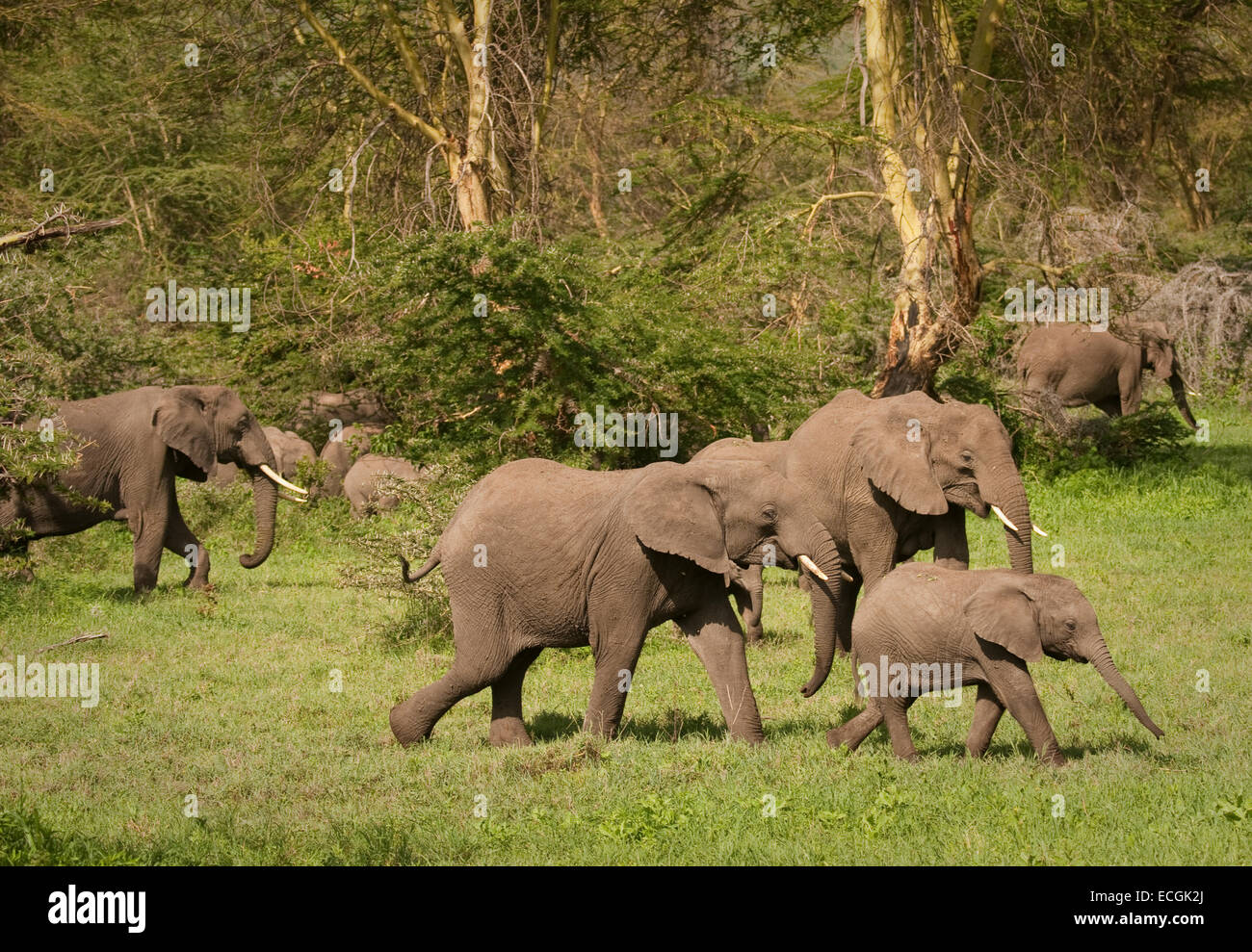 La marche des éléphants d'Afrique Banque D'Images