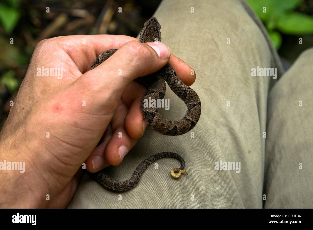 Viper Baby Banque D Image Et Photos Alamy