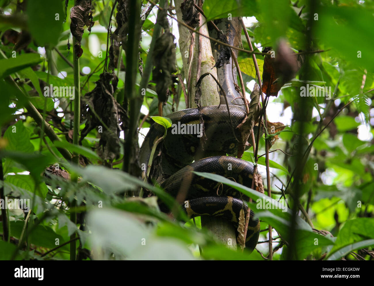 Red-tailed Boa constrictor (Boa) Escalade un arbre dans le nord-ouest de l'Équateur Banque D'Images