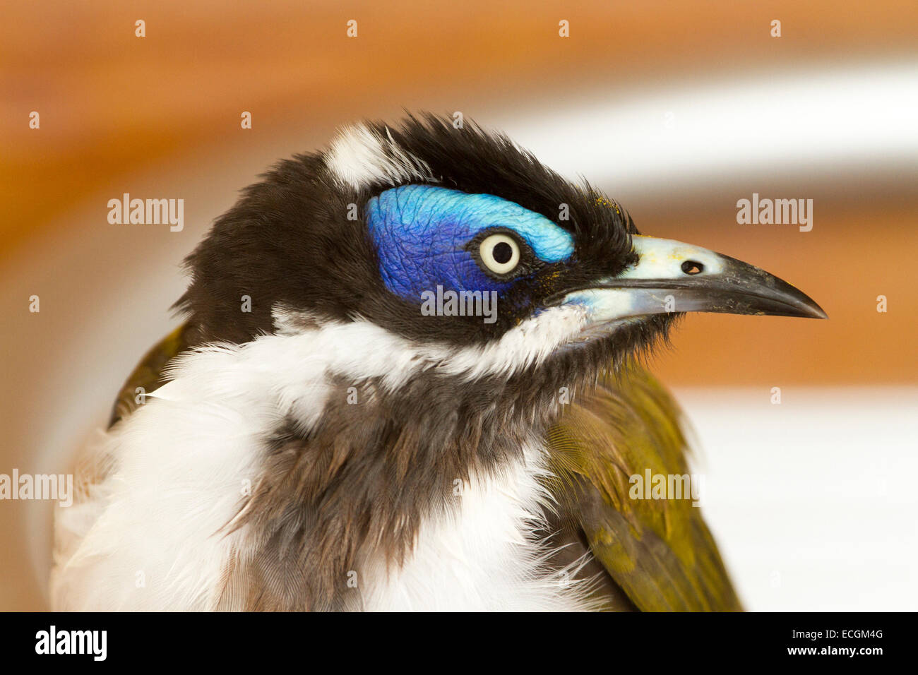 Close up portrait of beautiful blue-australienne, méliphage Entomyzon cyanotis confrontée, à l'état sauvage contre fond brun pâle Banque D'Images